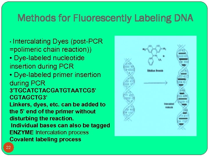 Methods for Fluorescently Labeling DNA • Intercalating Dyes (post-PCR =polimeric chain reaction)) • Dye-labeled