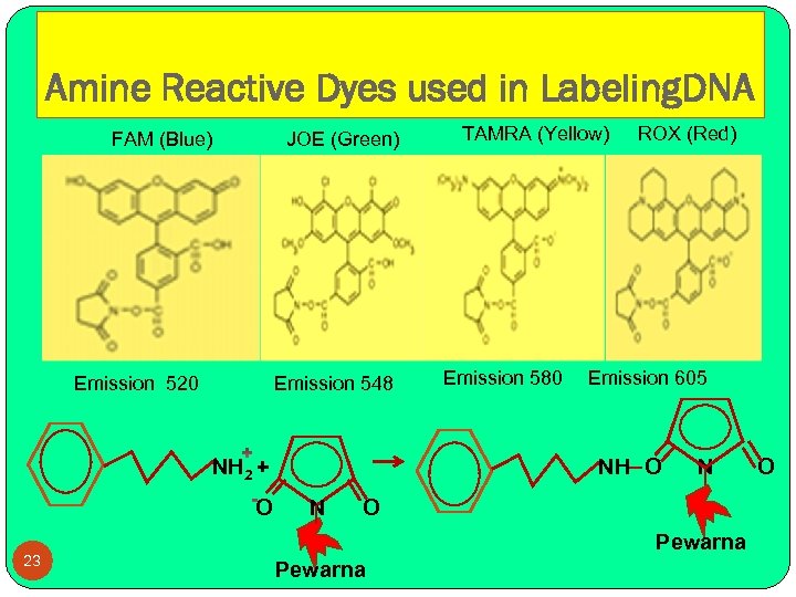 Amine Reactive Dyes used in Labeling. DNA FAM (Blue) JOE (Green) Emission 520 Emission