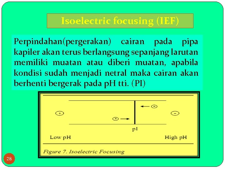 Isoelectric focusing (IEF) Perpindahan(pergerakan) cairan pada pipa kapiler akan terus berlangsung sepanjang larutan memiliki