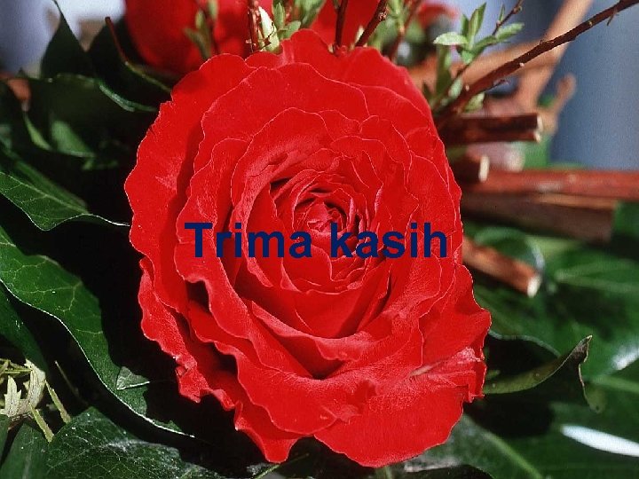 Trima kasih 