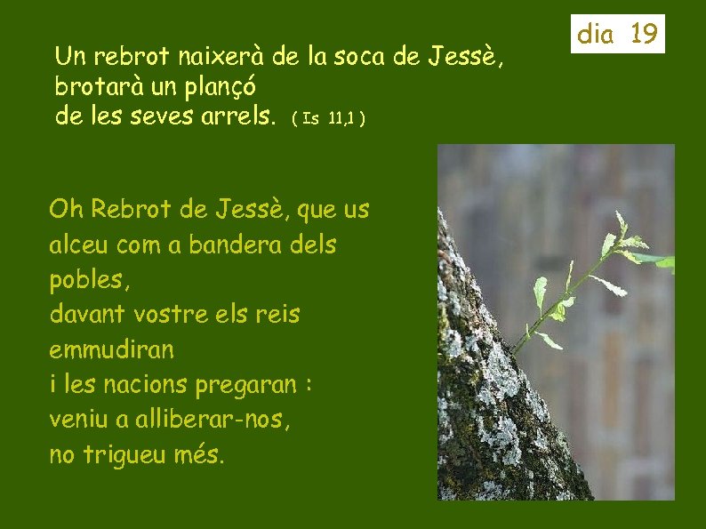 Un rebrot naixerà de la soca de Jessè, brotarà un plançó de les seves