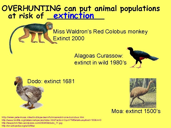 OVERHUNTING can put animal populations at risk of ______ extinction Miss Waldron’s Red Colobus