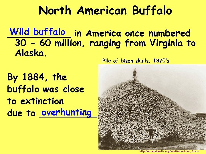 North American Buffalo Wild buffalo ______ in America once numbered 30 - 60 million,