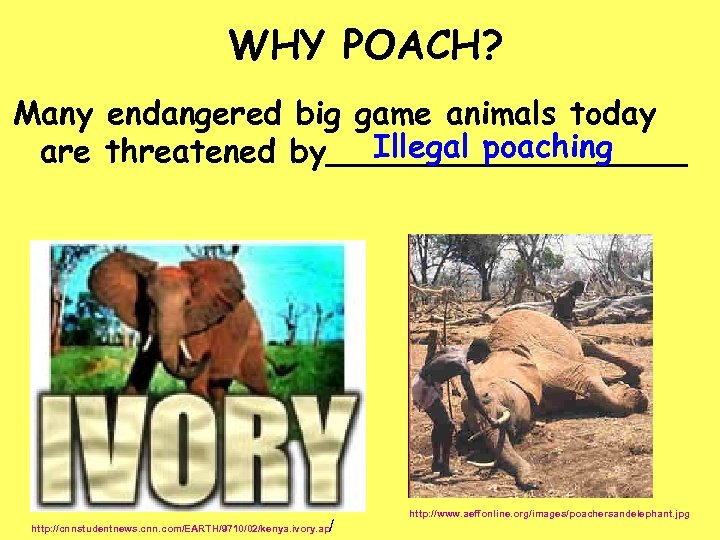 WHY POACH? Many endangered big game animals today Illegal poaching are threatened by_________ /