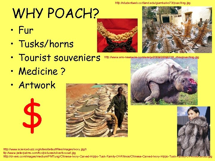 WHY POACH? • • • Fur Tusks/horns Tourist souveniers Medicine ? Artwork http: //studentweb.