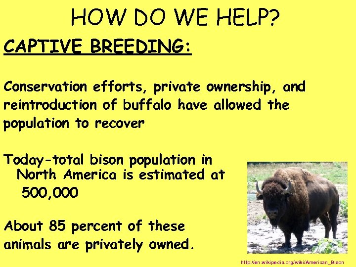 HOW DO WE HELP? CAPTIVE BREEDING: Conservation efforts, private ownership, and reintroduction of buffalo
