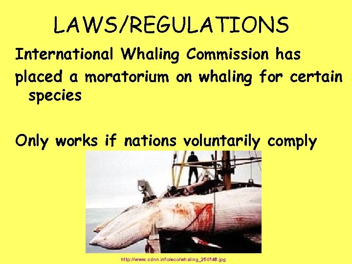 LAWS/REGULATIONS International Whaling Commission has placed a moratorium on whaling for certain species Only
