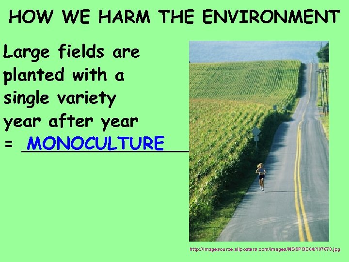 HOW WE HARM THE ENVIRONMENT Large fields are planted with a single variety year