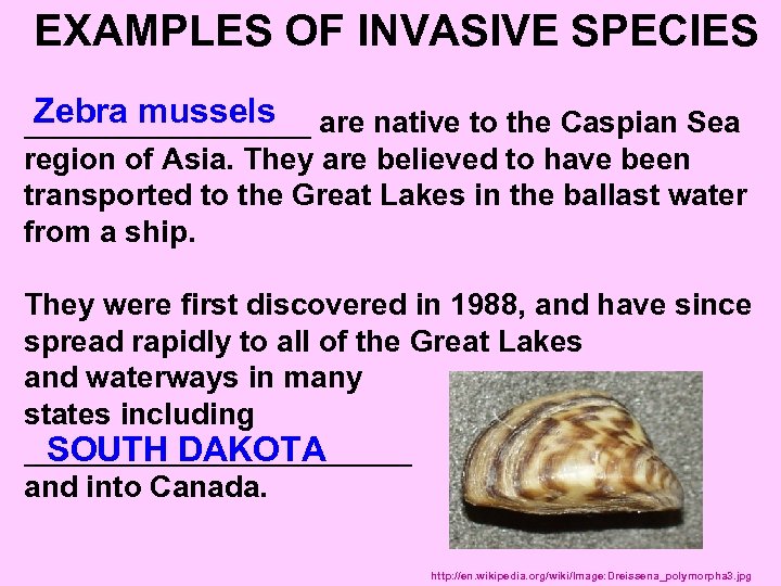 EXAMPLES OF INVASIVE SPECIES Zebra mussels _________ are native to the Caspian Sea region