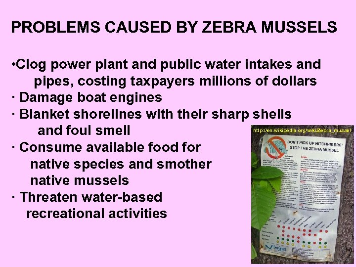 PROBLEMS CAUSED BY ZEBRA MUSSELS • Clog power plant and public water intakes and
