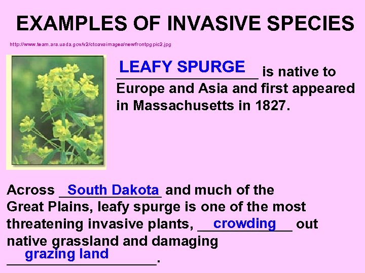 EXAMPLES OF INVASIVE SPECIES http: //www. team. ars. usda. gov/v 2/ctoavsimages/newfrontpgpic 2. jpg LEAFY