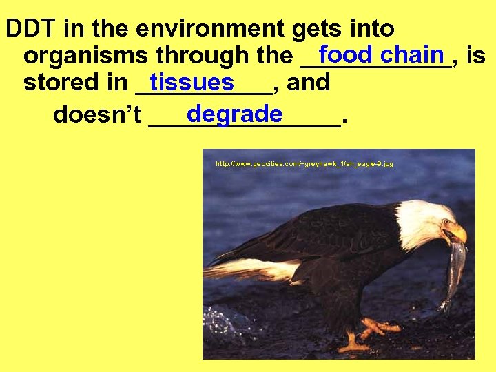 DDT in the environment gets into food chain organisms through the ______, is tissues