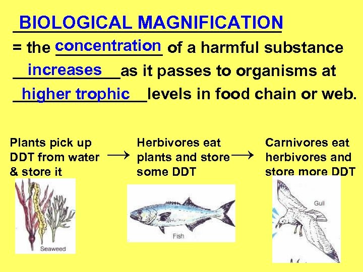 BIOLOGICAL MAGNIFICATION _______________ concentration = the ______ of a harmful substance increases ______as it