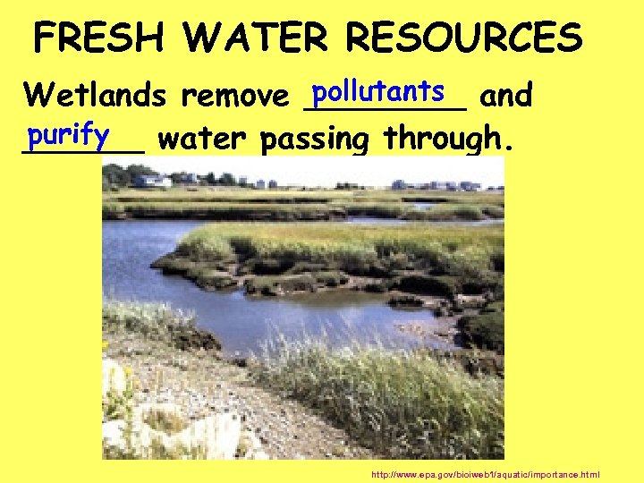 FRESH WATER RESOURCES pollutants Wetlands remove ____ and purify ______ water passing through. http: