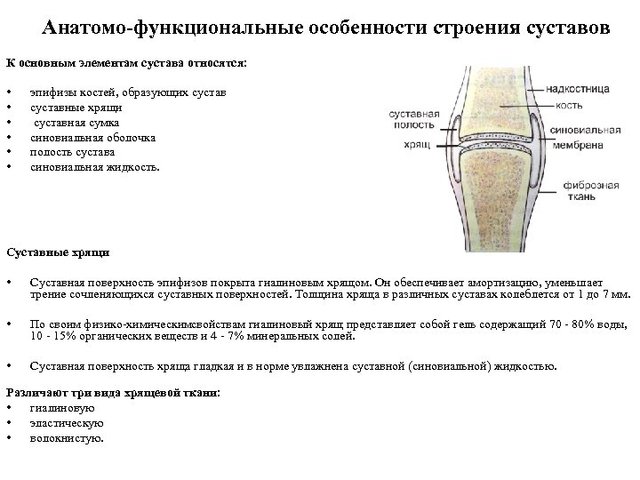 Анатомо-функциональные особенности строения суставов К основным элементам сустава относятся: • • • эпифизы костей,