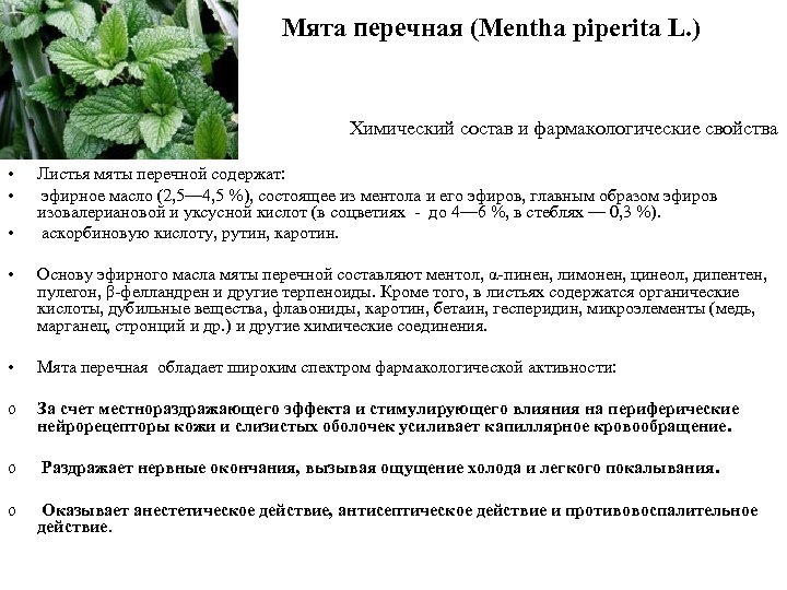 Мята перечная (Mentha piperita L. ) Химический состав и фармакологические свойства • • •