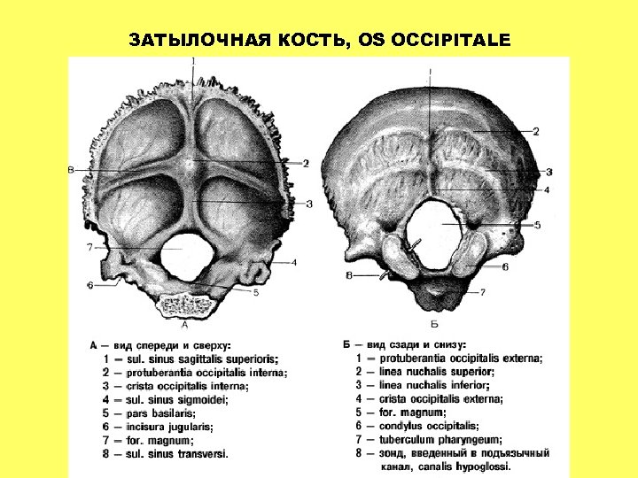 ЗАТЫЛОЧНАЯ КОСТЬ, OS OCCIPITALE 