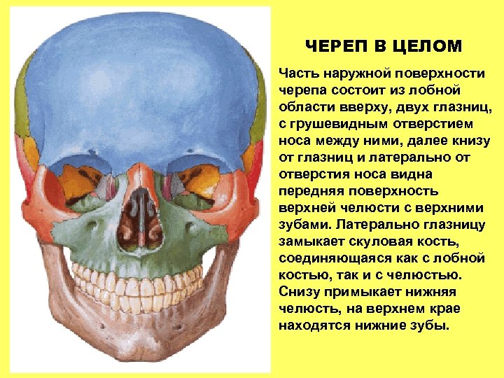 ЧЕРЕП В ЦЕЛОМ Часть наружной поверхности черепа состоит из лобной области вверху, двух глазниц,