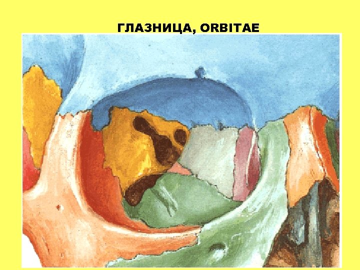 ГЛАЗНИЦА, ORBITAE 