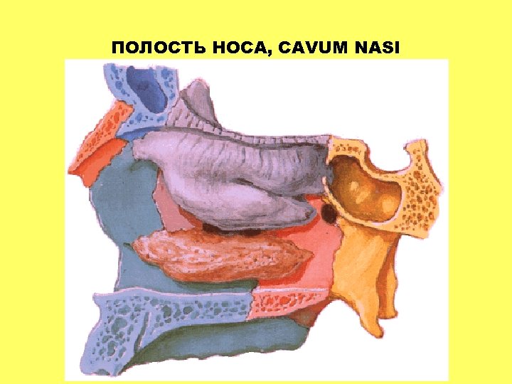 ПОЛОСТЬ НОСА, CAVUM NASI 