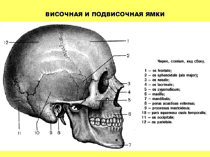 ВИСОЧНАЯ И ПОДВИСОЧНАЯ ЯМКИ 