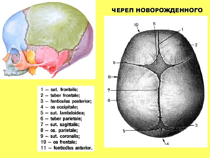 ЧЕРЕП НОВОРОЖДЕННОГО 