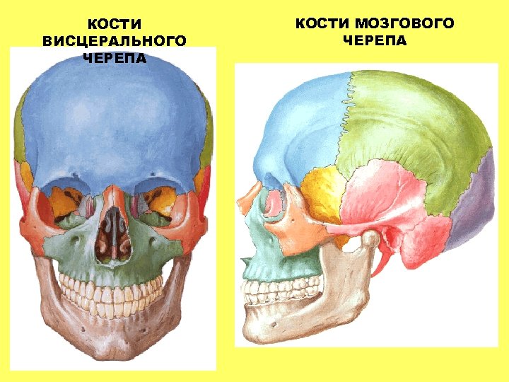 КОСТИ ВИСЦЕРАЛЬНОГО ЧЕРЕПА КОСТИ МОЗГОВОГО ЧЕРЕПА 