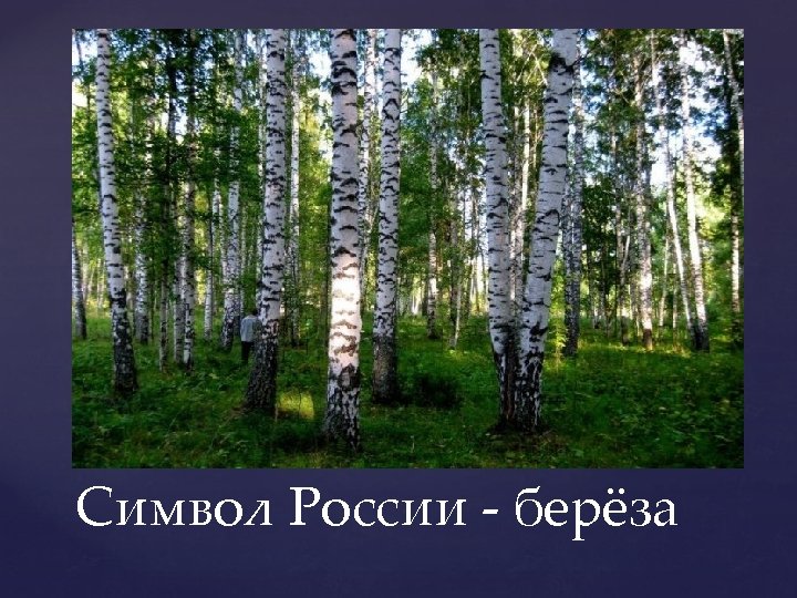 Береза символ россии фото