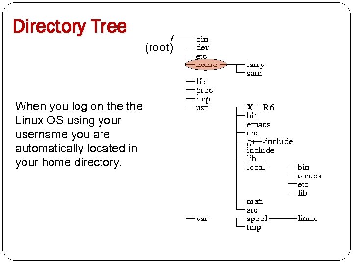 Directory Tree (root) When you log on the Linux OS using your username you