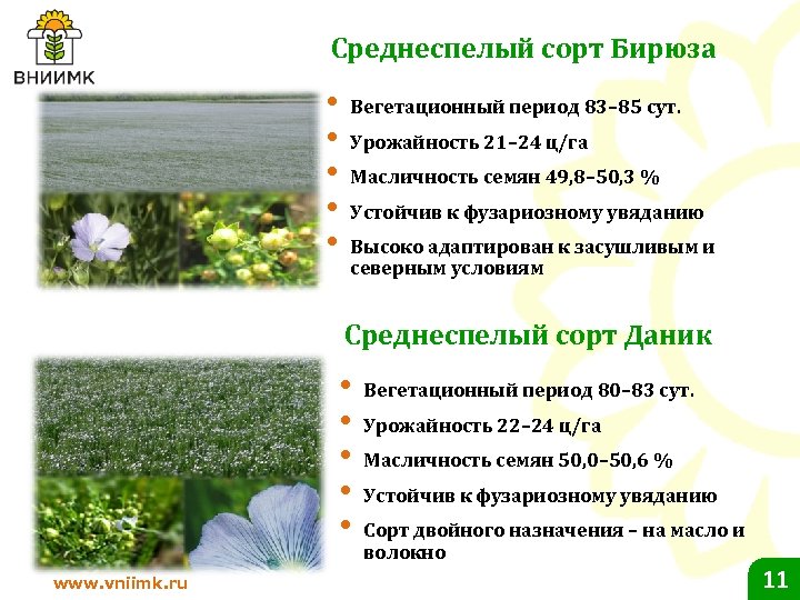 Среднеспелый сорт Бирюза • • • Вегетационный период 83– 85 сут. Урожайность 21– 24