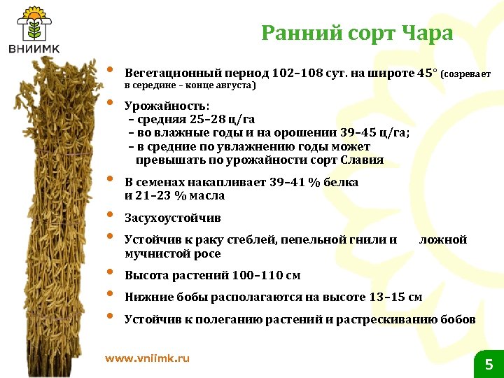 Ранний сорт Чара • • Вегетационный период 102– 108 сут. на широте 45° (созревает