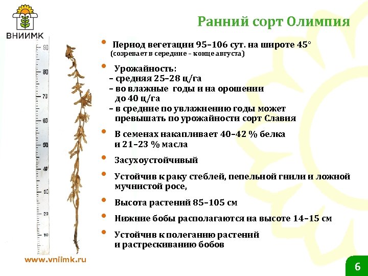 Ранний сорт Олимпия • Период вегетации 95– 106 сут. на широте 45° (созревает в