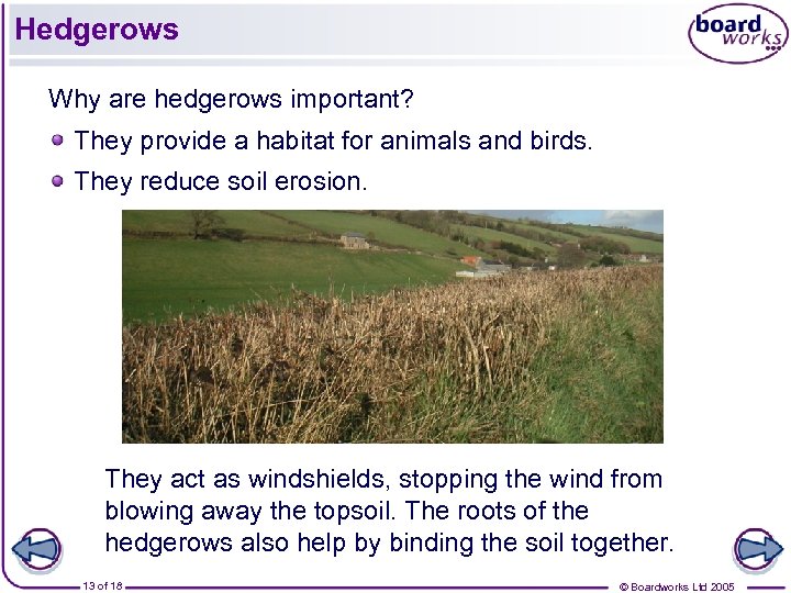 Hedgerows Why are hedgerows important? They provide a habitat for animals and birds. They