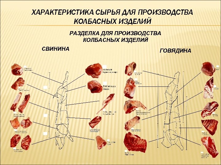 ХАРАКТЕРИСТИКА СЫРЬЯ ДЛЯ ПРОИЗВОДСТВА КОЛБАСНЫХ ИЗДЕЛИЙ РАЗДЕЛКА ДЛЯ ПРОИЗВОДСТВА КОЛБАСНЫХ ИЗДЕЛИЙ СВИНИНА ГОВЯДИНА 