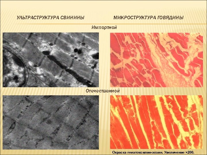 УЛЬТРАСТРУКТУРА СВИНИНЫ МИКРОСТРУКТУРА ГОВЯДИНЫ Импортной Отечественной Окраска гематоксилин-эозин. Увеличение × 200. 