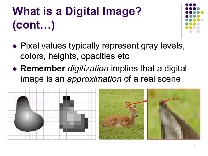 What is a Digital Image? (cont…) l l Pixel values typically represent gray levels,