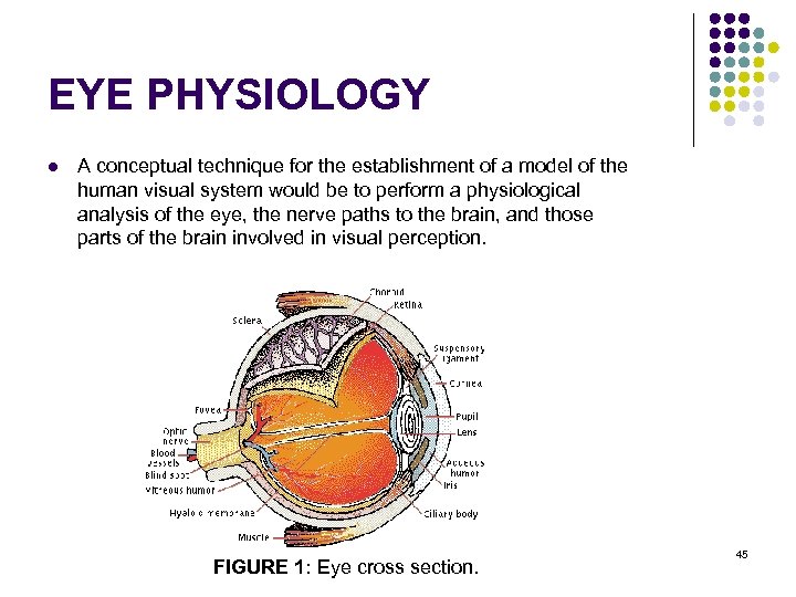 EYE PHYSIOLOGY l A conceptual technique for the establishment of a model of the