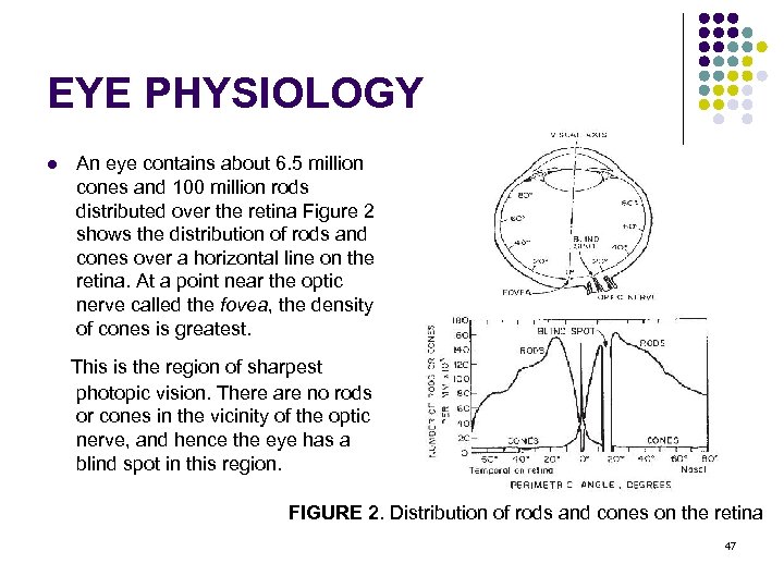 EYE PHYSIOLOGY l An eye contains about 6. 5 million cones and 100 million