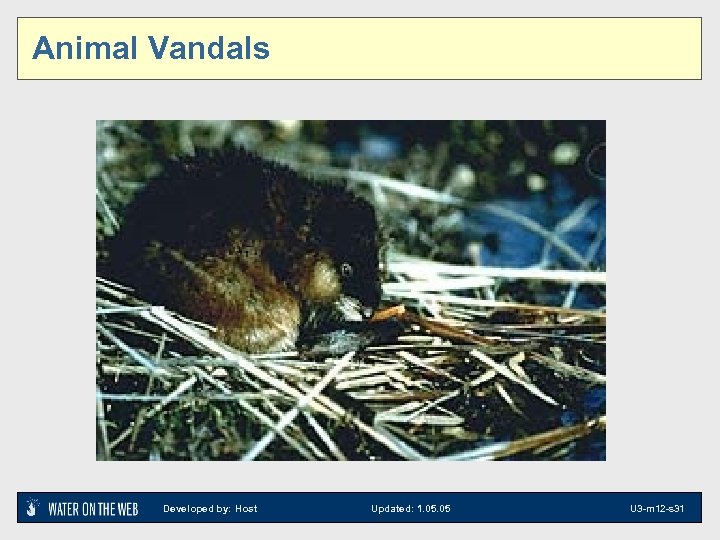Animal Vandals Developed by: Host Updated: 1. 05 U 3 -m 12 -s 31