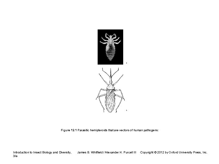 Figure 12. 1 Parasitic hemipteroids that are vectors of human pathogens: Introduction to Insect