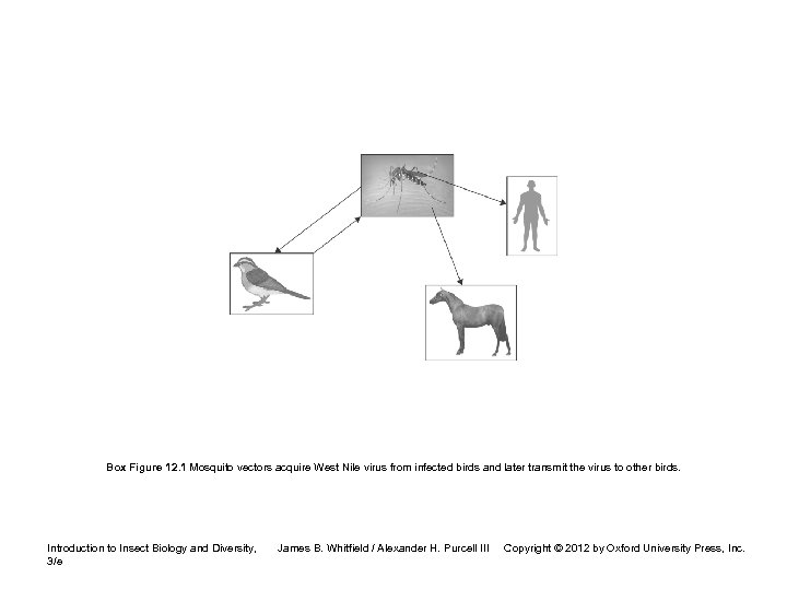 Box Figure 12. 1 Mosquito vectors acquire West Nile virus from infected birds and