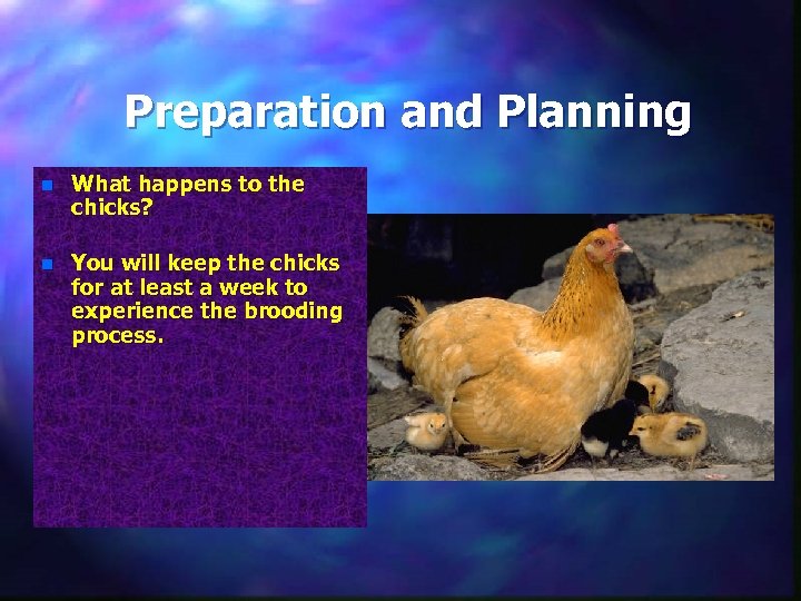 Preparation and Planning n What happens to the chicks? n You will keep the
