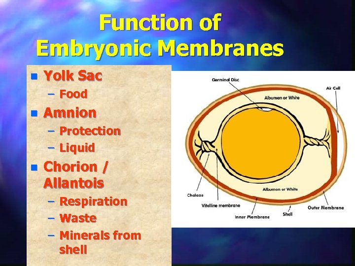 Function of Embryonic Membranes n Yolk Sac – Food n Amnion – Protection –