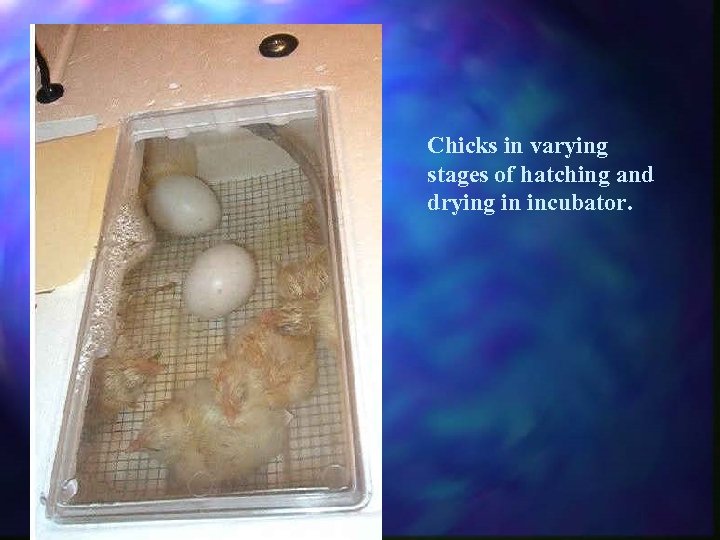 Chicks in varying stages of hatching and drying in incubator. 