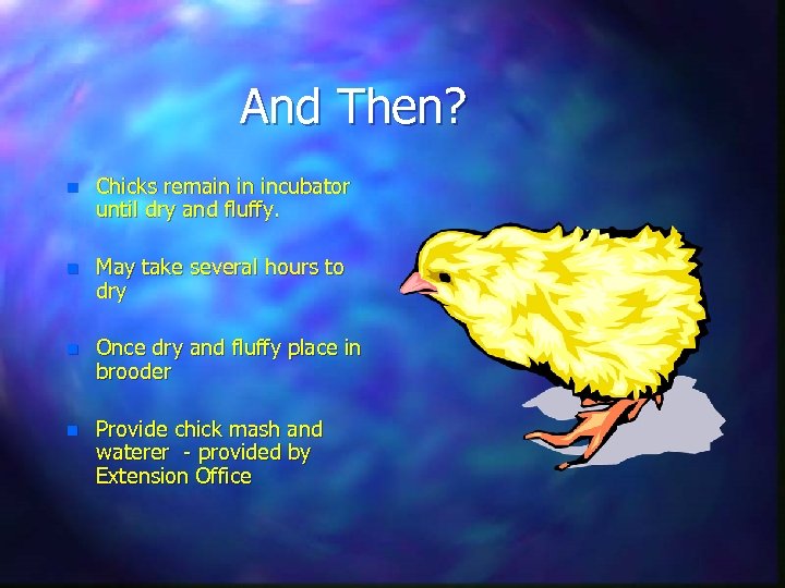 And Then? n Chicks remain in incubator until dry and fluffy. n May take