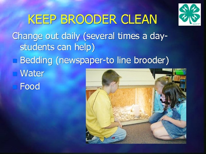 KEEP BROODER CLEAN Change out daily (several times a daystudents can help) n Bedding