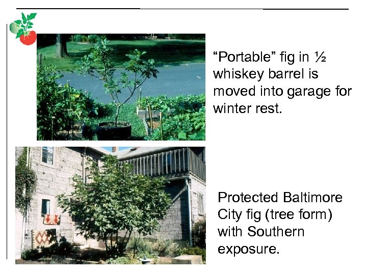 “Portable” fig in ½ whiskey barrel is moved into garage for winter rest. Protected