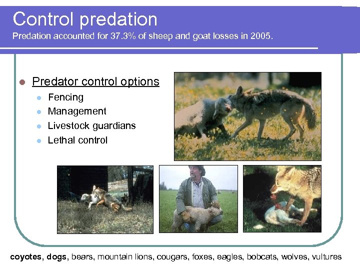 Control predation Predation accounted for 37. 3% of sheep and goat losses in 2005.
