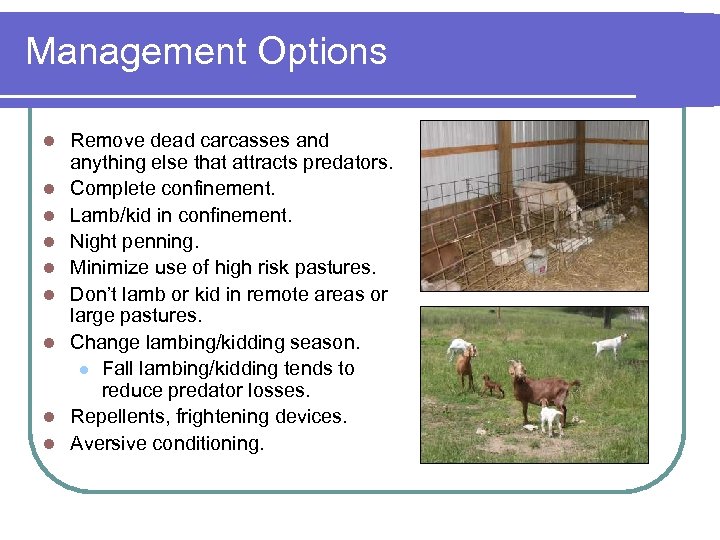 Management Options l l l l l Remove dead carcasses and anything else that