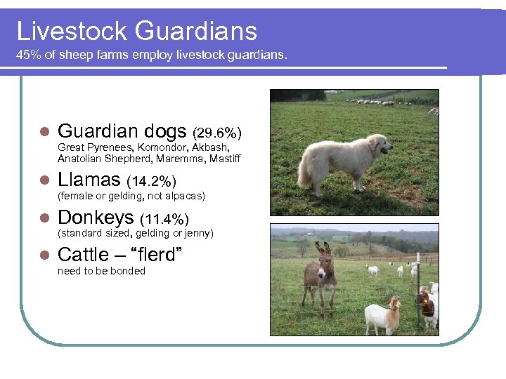 Livestock Guardians 45% of sheep farms employ livestock guardians. l Guardian dogs (29. 6%)